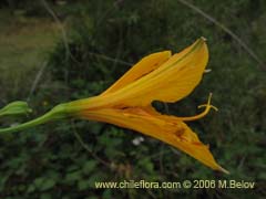 Bild von Alstroemeria aurea (Alstromeria dorada/Amancay/Liuto/Rayen-cachu)